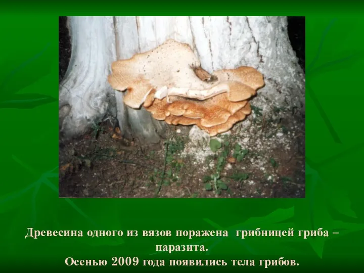 Древесина одного из вязов поражена грибницей гриба – паразита. Осенью 2009 года появились тела грибов.