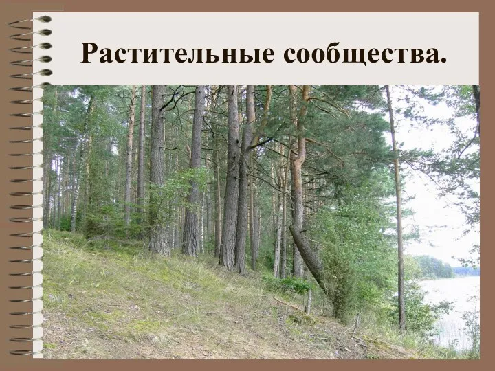 Растительные сообщества.