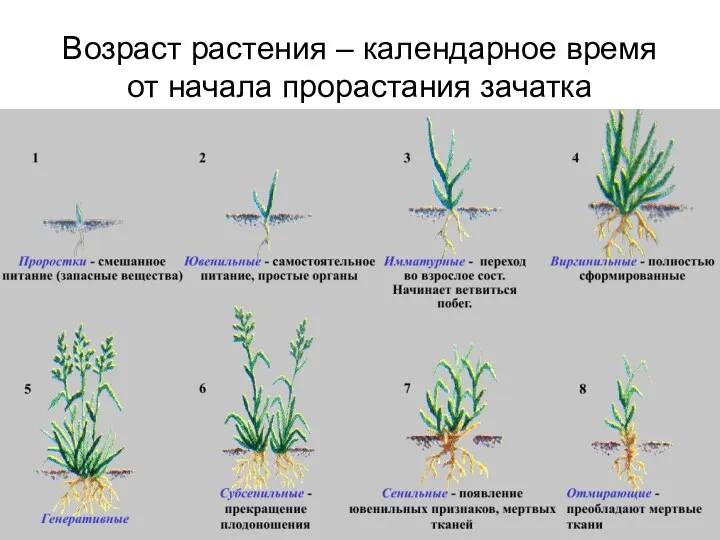 Возраст растения – календарное время от начала прорастания зачатка