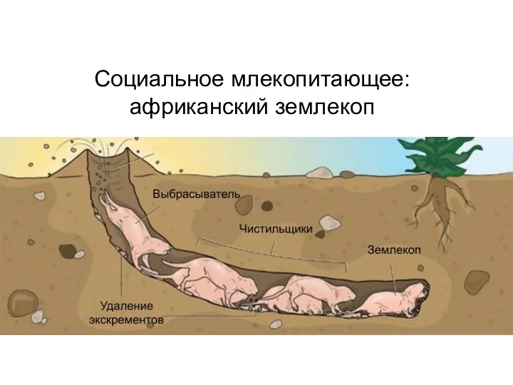 Социальное млекопитающее: африканский землекоп