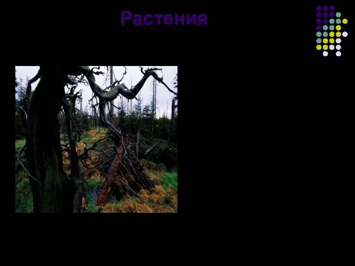 Растения На листьях – белые пятна, преждевременный листопад и гибель растения