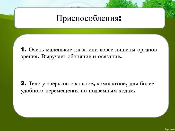 Приспособления: 1. Очень маленькие глаза или вовсе лишены органов зрения.