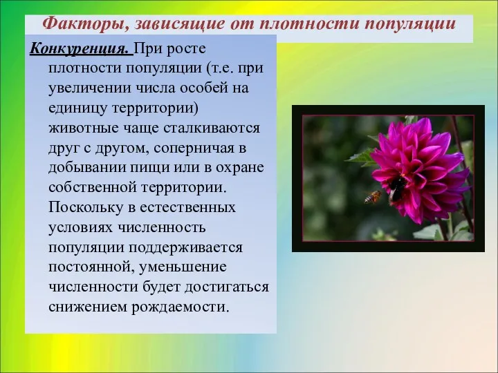 Факторы, зависящие от плотности популяции Конкуренция. При росте плотности популяции