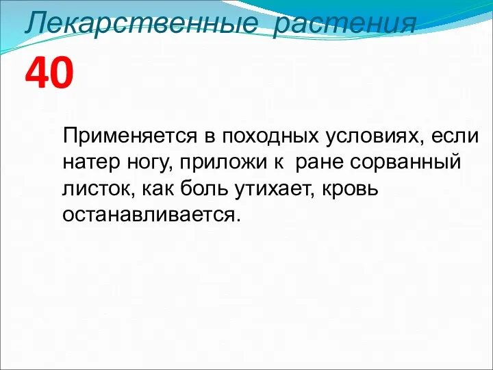 Лекарственные растения 40 Применяется в походных условиях, если натер ногу,