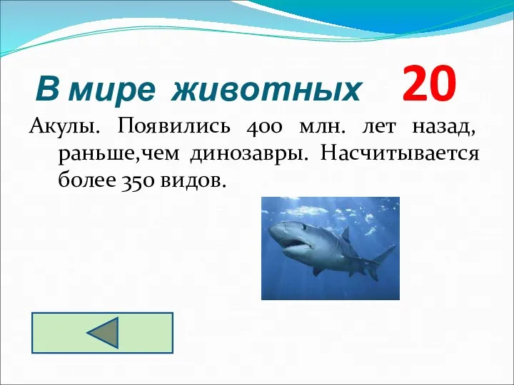 Акулы. Появились 400 млн. лет назад, раньше,чем динозавры. Насчитывается более 350 видов. В мире животных 20