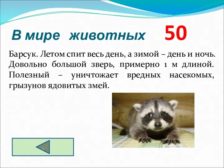 В мире животных 50 Барсук. Летом спит весь день, а