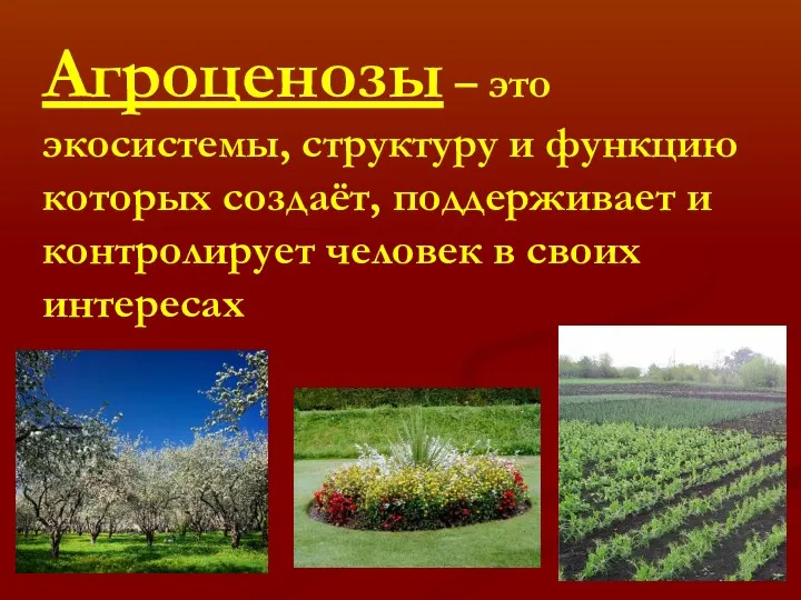 Агроценозы – это экосистемы, структуру и функцию которых создаёт, поддерживает и контролирует человек в своих интересах