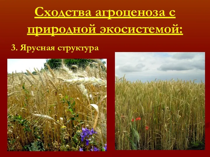 Сходства агроценоза с природной экосистемой: 3. Ярусная структура