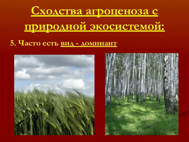 Сходства агроценоза с природной экосистемой: 5. Часто есть вид - доминант