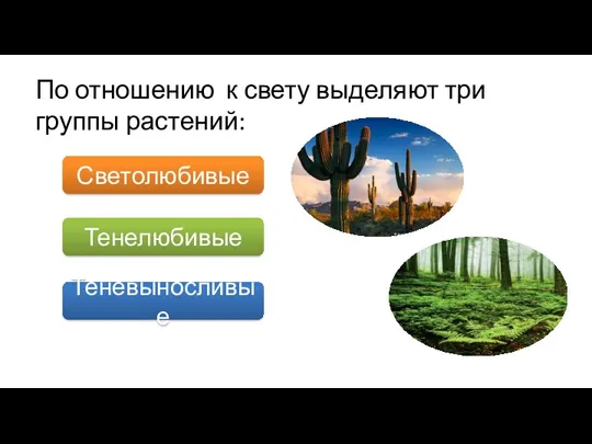 По отношению к свету выделяют три группы растений: Светолюбивые Тенелюбивые Теневыносливые