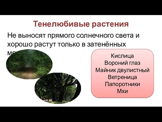 Не выносят прямого солнечного света и хорошо растут только в