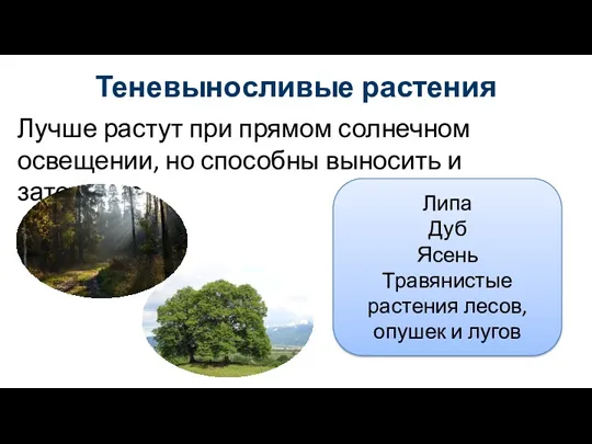 Лучше растут при прямом солнечном освещении, но способны выносить и