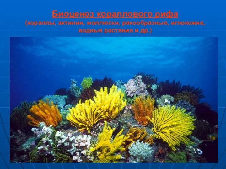 Биоценоз кораллового рифа (кораллы, актинии, моллюски, ракообразные, иглокожие, водные растения и др.)
