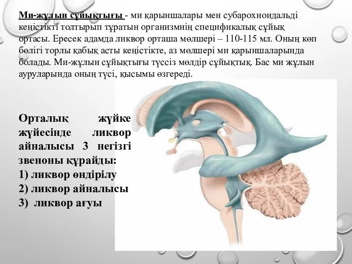 Ми-жұлын сұйықтығы - ми қарыншалары мен субарохноидальді кеңістікті толтырып тұратын