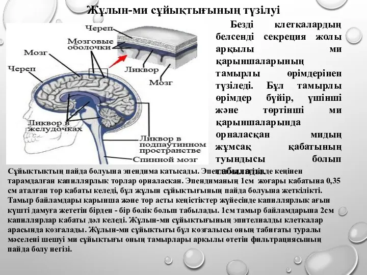 Безді клеткалардың белсенді секреция жолы арқылы ми қарыншаларының тамырлы өрімдерінен