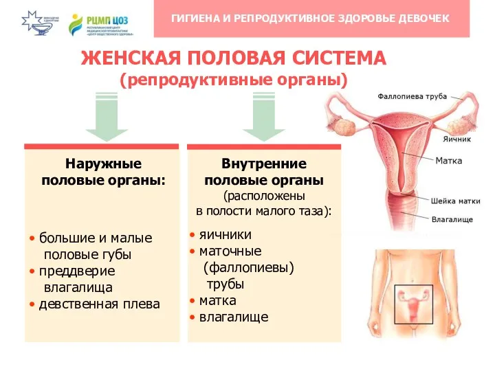 ЖЕНСКАЯ ПОЛОВАЯ СИСТЕМА (репродуктивные органы)