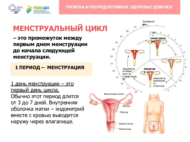 МЕНСТРУАЛЬНЫЙ ЦИКЛ 1 ПЕРИОД – МЕНСТРУАЦИЯ 1 день менструации –