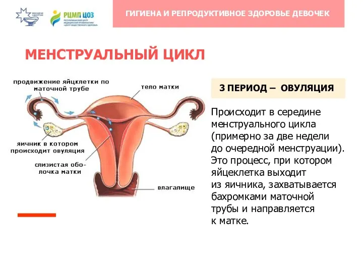 МЕНСТРУАЛЬНЫЙ ЦИКЛ 3 ПЕРИОД – ОВУЛЯЦИЯ Происходит в середине менструального