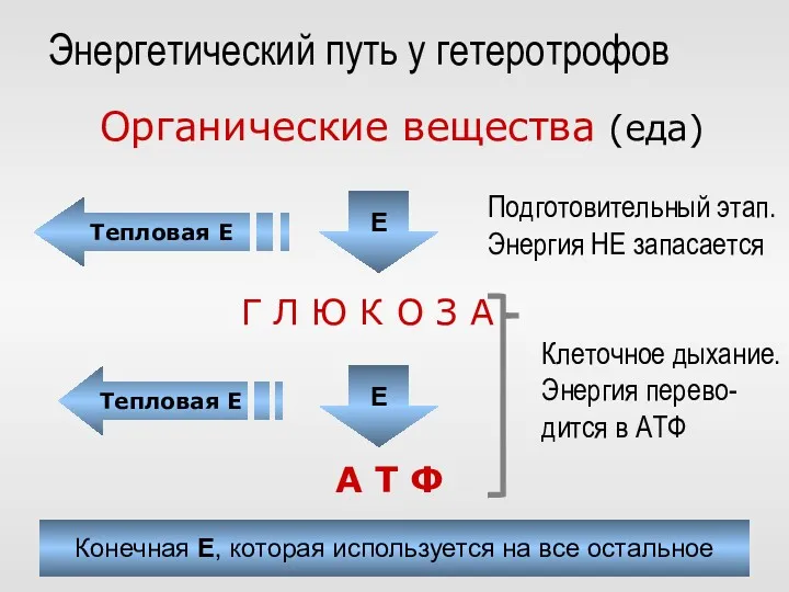 Органические вещества (еда) Г Л Ю К О З А