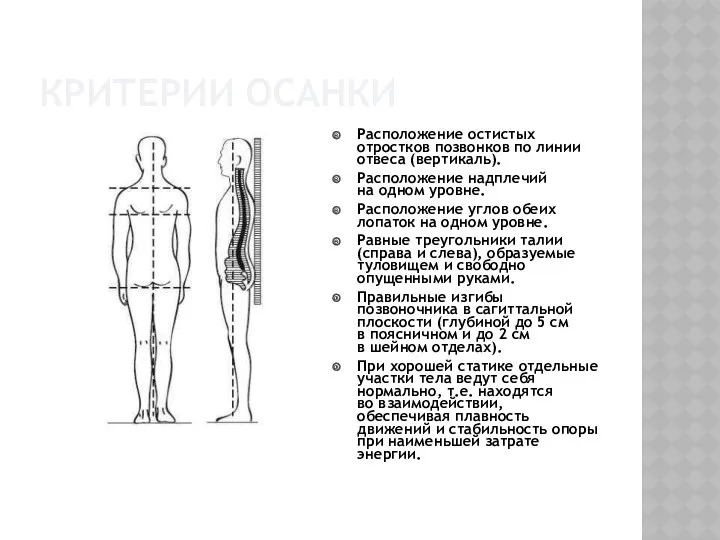 КРИТЕРИИ ОСАНКИ Расположение остистых отростков позвонков по линии отвеса (вертикаль).