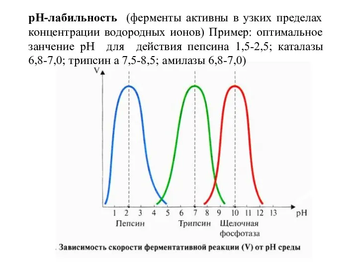 pH-лабильность (ферменты активны в узких пределах концентрации водородных ионов) Пример: