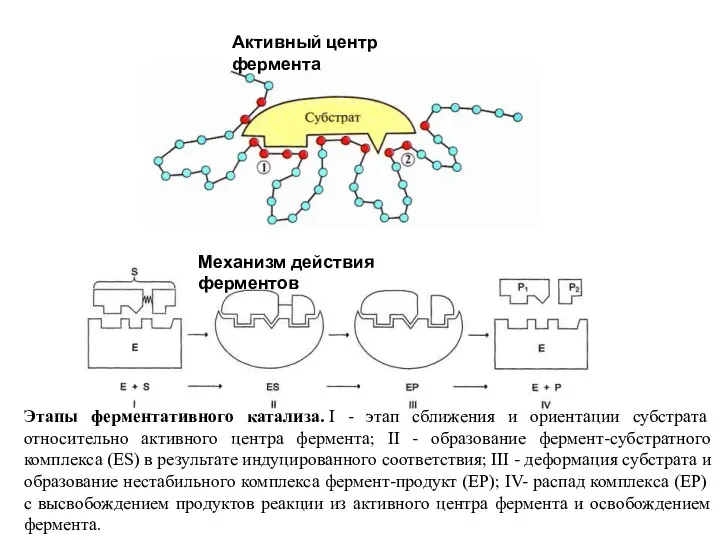 Активный центр фермента Этапы ферментативного катализа. I - этап сближения