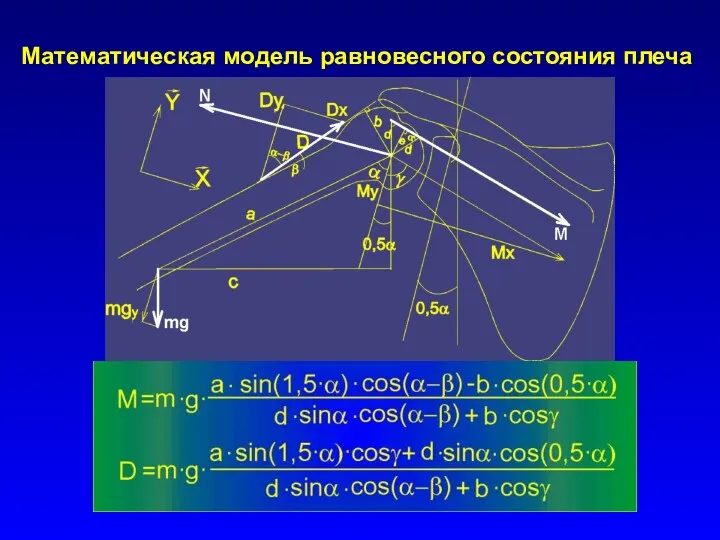 Математическая модель равновесного состояния плеча