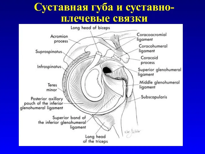 Суставная губа и суставно-плечевые связки