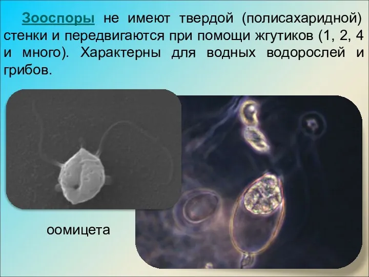 Зооспоры не имеют твердой (полисахаридной) стенки и передвигаются при помощи