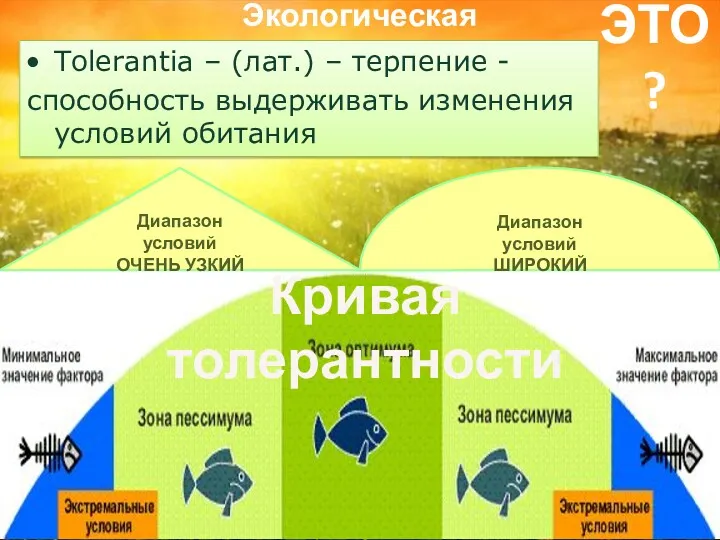 Экологическая толерантность ЭТО? Tolerantia – (лат.) – терпение - способность