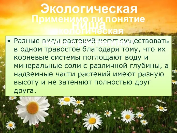 Экологическая ниша Разные виды растений могут существовать в одном травостое