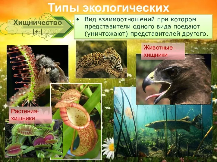 Типы экологических взаимодействий Хищничество (+-) Вид взаимоотношений при котором представители
