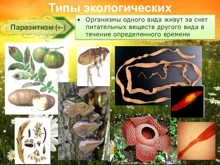 Типы экологических взаимодействий Паразитизм (+-) Организмы одного вида живут за