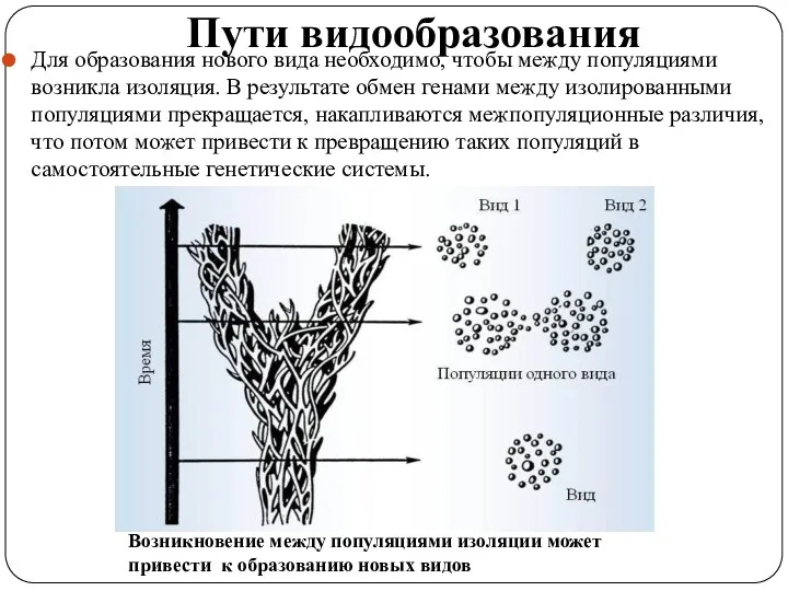 Пути видообразования Для образования нового вида необходимо, чтобы между популяциями