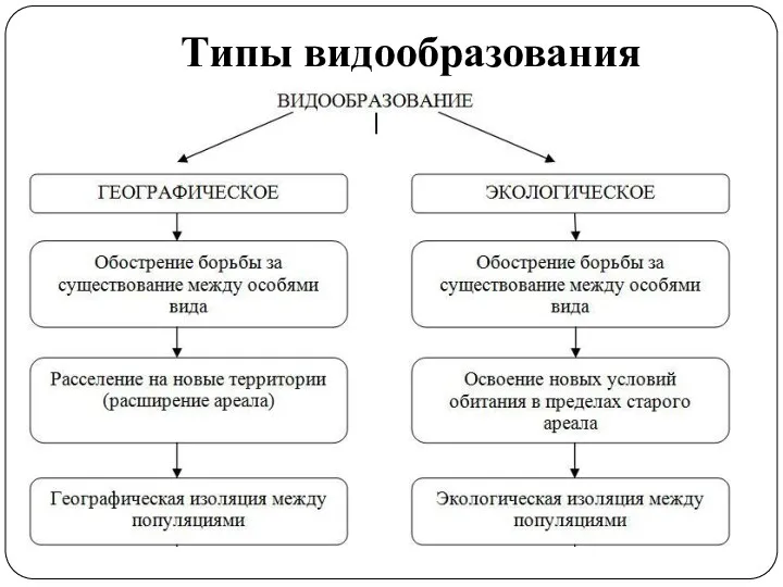 Типы видообразования