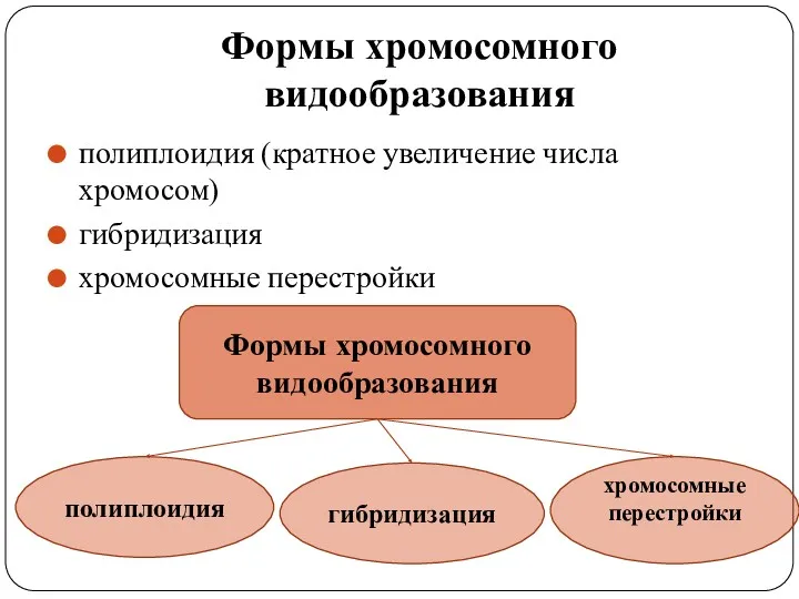 Формы хромосомного видообразования полиплоидия (кратное увеличение числа хромосом) гибридизация хромосомные