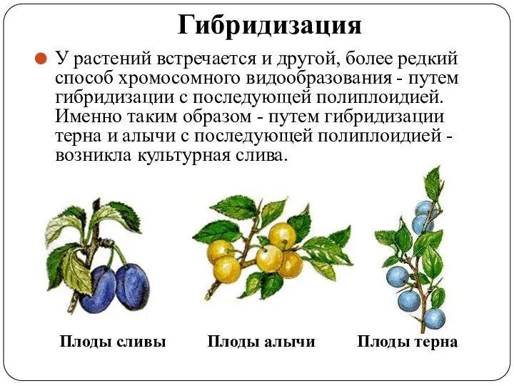 Гибридизация У растений встречается и другой, более редкий способ хромосомного