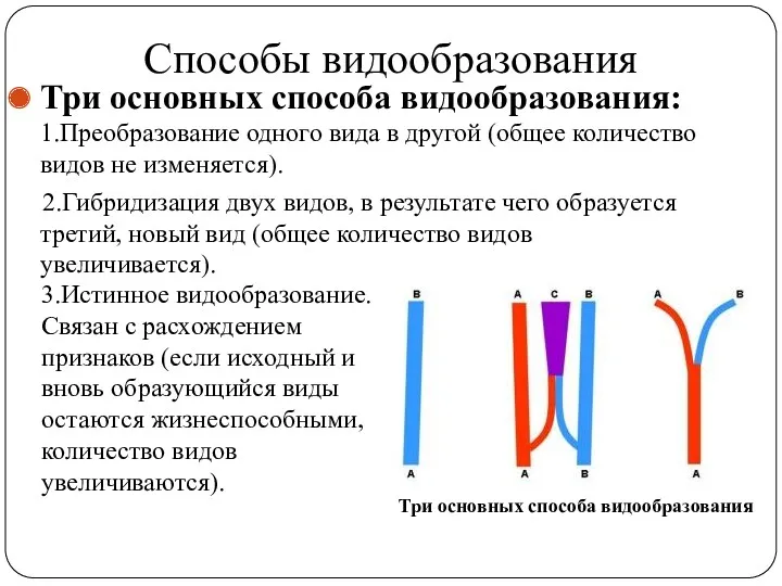 Способы видообразования Три основных способа видообразования: 1.Преобразование одного вида в