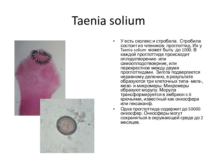 Taenia solium У есть сколекс и стробила. Стробила состоит из члеников- проглоттид. Их
