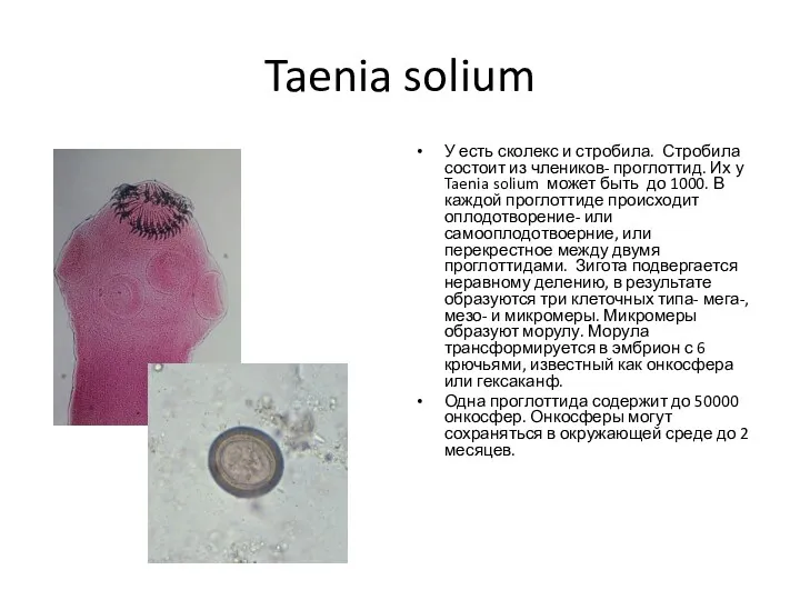 Taenia solium У есть сколекс и стробила. Стробила состоит из