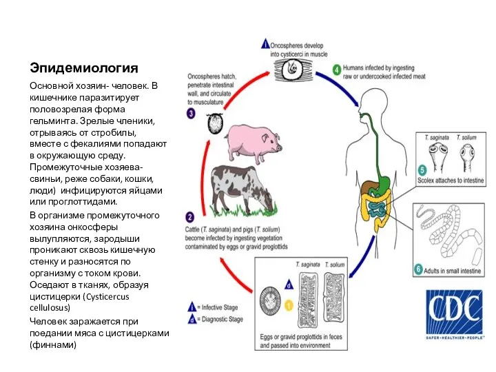 Эпидемиология Основной хозяин- человек. В кишечнике паразитирует половозрелая форма гельминта.