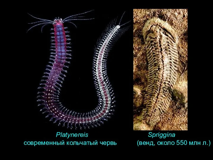 Platynereis Spriggina современный кольчатый червь (венд, около 550 млн л.)
