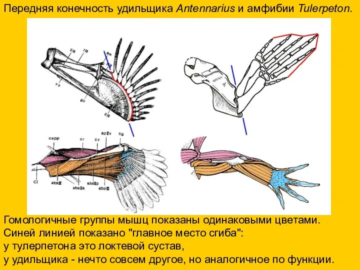 Передняя конечность удильщика Antennarius и амфибии Tulerpeton. Гомологичные группы мышц показаны одинаковыми цветами.