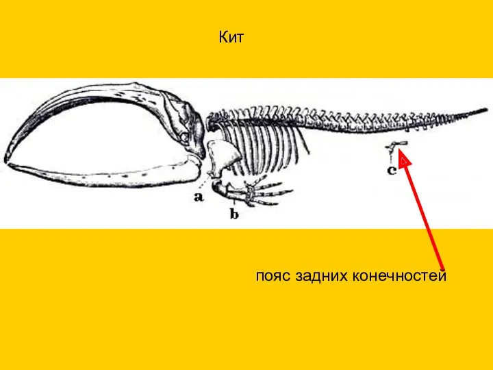 пояс задних конечностей Кит