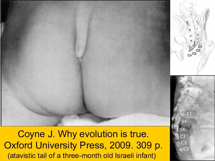 Coyne J. Why evolution is true. Oxford University Press, 2009. 309 p. (atavistic