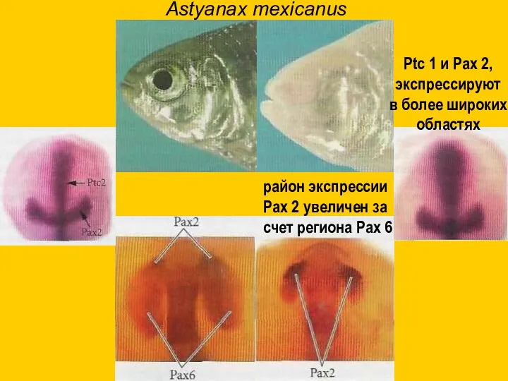 Astyanax mexicanus район экспрессии Pax 2 увеличен за счет региона Pax 6 Ptc