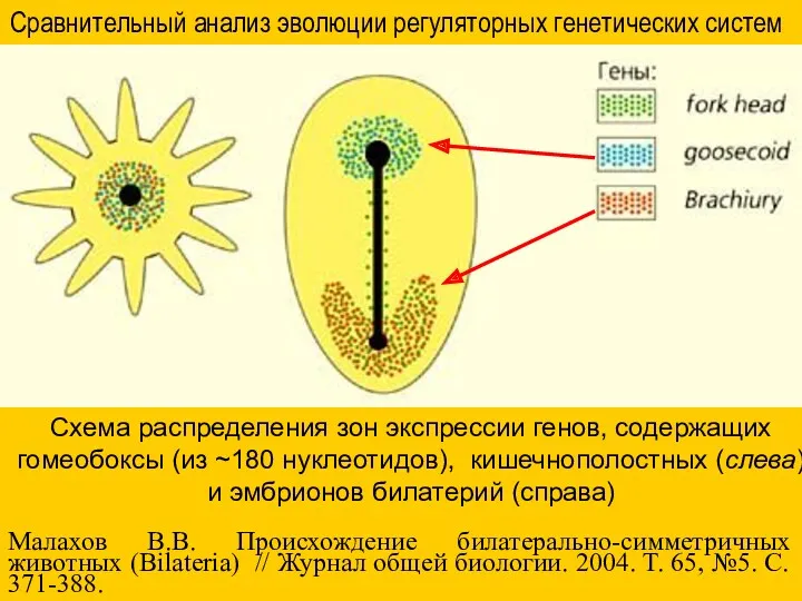 Схема распределения зон экспрессии генов, содержащих гомеобоксы (из ~180 нуклеотидов), кишечнополостных (слева) и