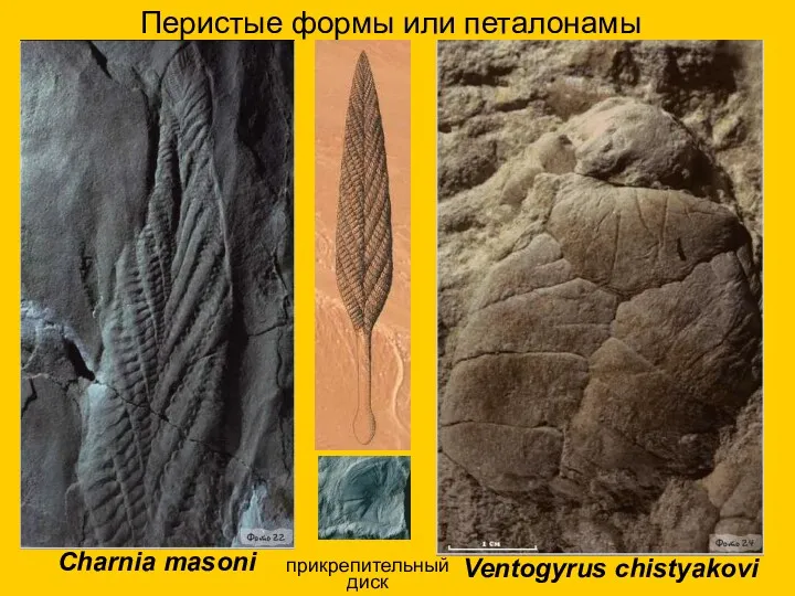 Перистые формы или петалонамы Сharnia masoni Ventogyrus chistyakovi прикрепительный диск