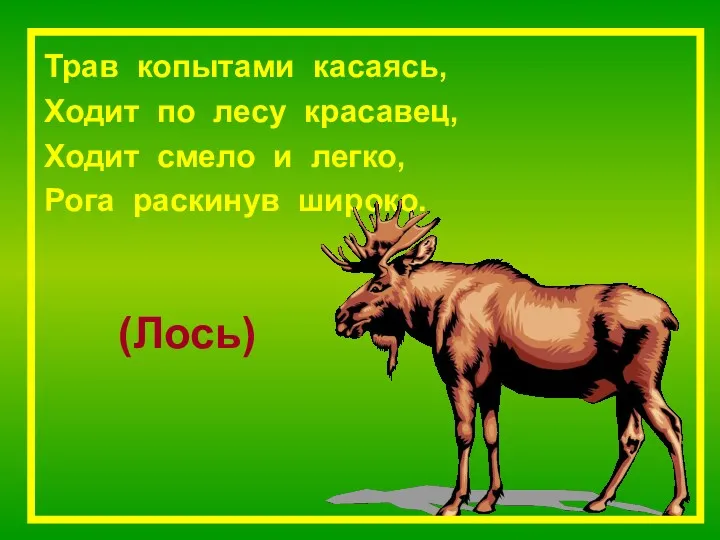 (Лось) Трав копытами касаясь, Ходит по лесу красавец, Ходит смело и легко, Рога раскинув широко.