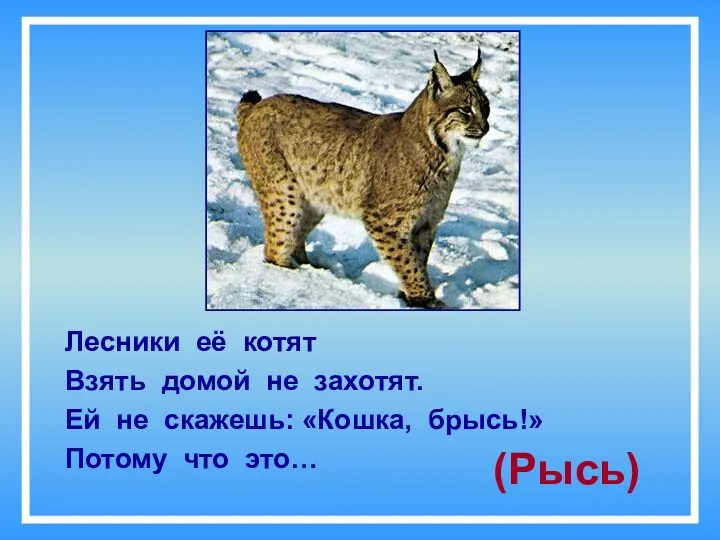 (Рысь) Лесники её котят Взять домой не захотят. Ей не скажешь: «Кошка, брысь!» Потому что это…